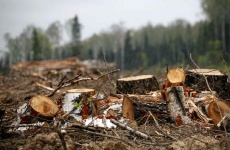 Природоохранная прокуратура проведет «горячую линию» по вопросам лесопользования