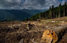 Вступил в силу приговор в отношении новгородца за незаконную рубку лесных насаждений в особо крупном размере