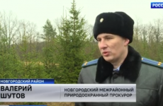 Соблюдение закона при заготовке елок